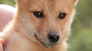 Шалайка - Собака Сулимова - ТВЦ - "Забавные животные"