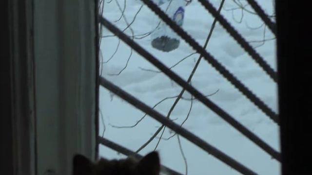 Развлечения для кошек: кормушка для птиц своими руками