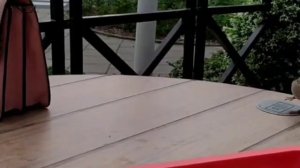 Ручные воробьи