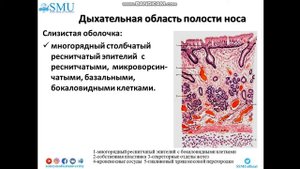 Лекция Гистология воздухоносных путей