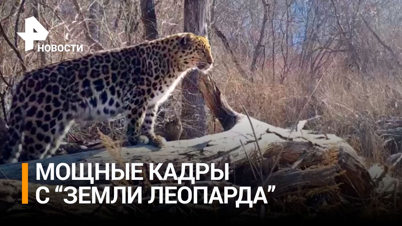 Свои владения в Приморье осмотрела самка дальневосточного леопарда / РЕН Новости