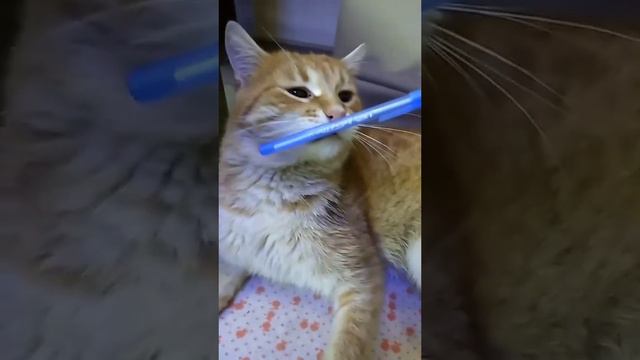 Как чихают кошки! How cats sneeze! 😹