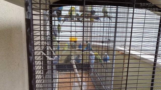 У Банды Попугаев теперь комфортно: поставили в птичник двойные двери смотреть онлайн