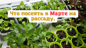 Что посеять в Марте на рассаду.?