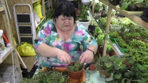 коллизия, плектрантус колеусовидный готовлю к пмж