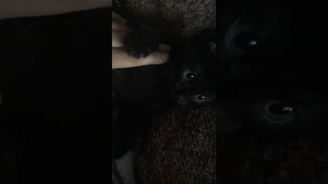 Не обычный кот (Жизнь кота) смотреть онлайн