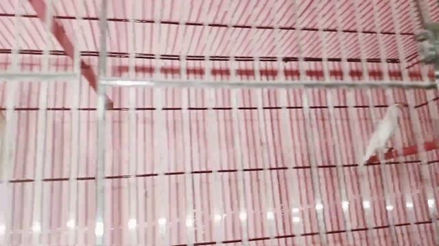 white java breeding progress cage by cage| mary pass java ki breed ia gi| смотреть онлайн