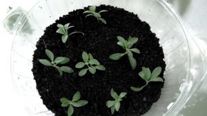 Калибрахоа, размножение черенками.