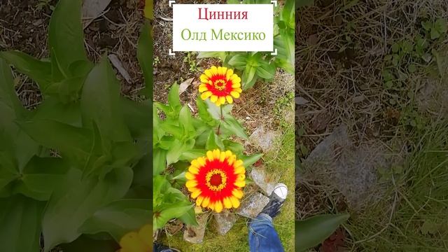 Цинния - Олд Мексико.?