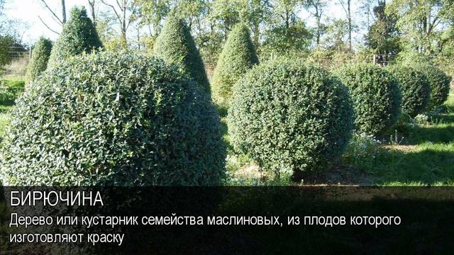 Бирючина. Толковый Видеословарь русского языка смотреть онлайн