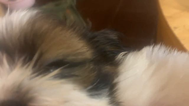 У нашей малышки ши тцу , очень красивые глаза, а ресницы просто будут очень длинные смотреть онлайн