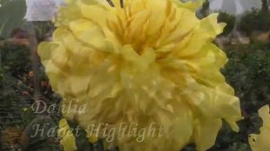 Коллекция георгин 2020 Декоративные сорта (макси) часть 2