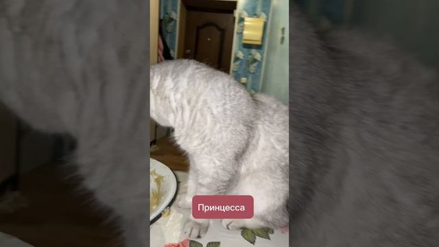 Принцесса