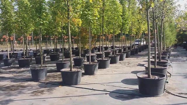 "ДАЧА МЕЧТЫ" В ГОСТЯХ У ПИТОМНИКОВ  MegaPlant и АГРУС