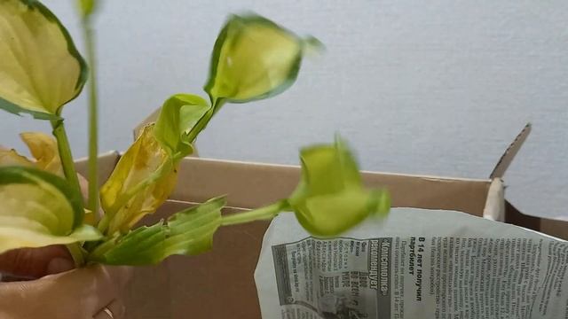 Распаковка с хостами.. смотреть онлайн