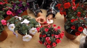 Почему у ахименеса могут быть мелкие цветы?