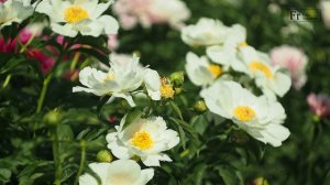 Пионы Ботанического сада ЧелГУ