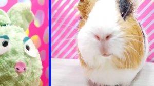 24 ЧАСА ЧЕЛЛЕНДЖ в РОБЛОКС!