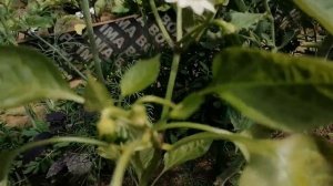 Перец "Лисий хвост" от агрофирмы Гавриш. Первые плоды и советы по выращиванию