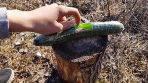 Обзор на длинный огурец