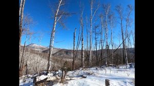 Ходовая охота на копытных в Приморском крае. 2022г.