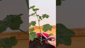Обрезка плющелистной пеларгонии.