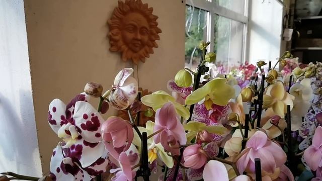 ВОТ ЭТО ПОСТУПЛЕНИЕ! Орхидеи ЗАГЛЯДЕНЬЕ! ЛОМЯТСЯ ОТ ЦВЕТОВ! КАЧЕСТВО! МОЩЬ! смотреть онлайн