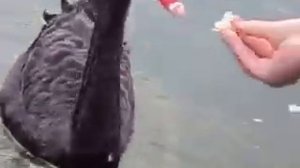 Лебедь укусил за яица