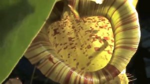 Хищные растения Carnivorous plant