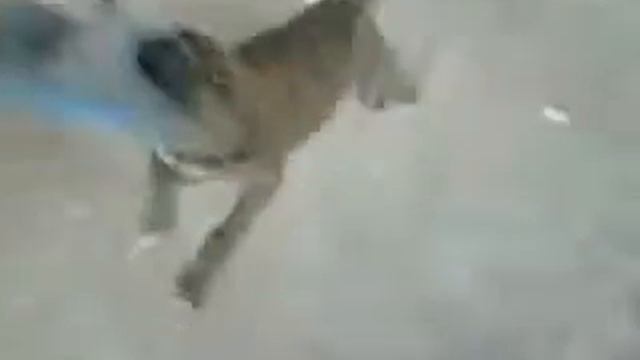 tigrov pitbul tera смотреть онлайн