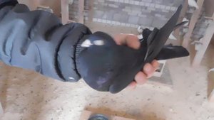 Щербаков Илья голуби Гусь Хрустальный