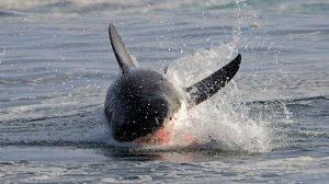 Была беременной? Что известно о растерзавшей россиянина акуле в Хургаде