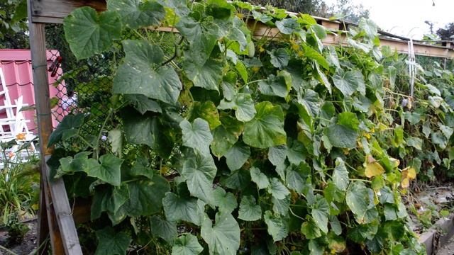 Белый ангел на дереве смотреть онлайн