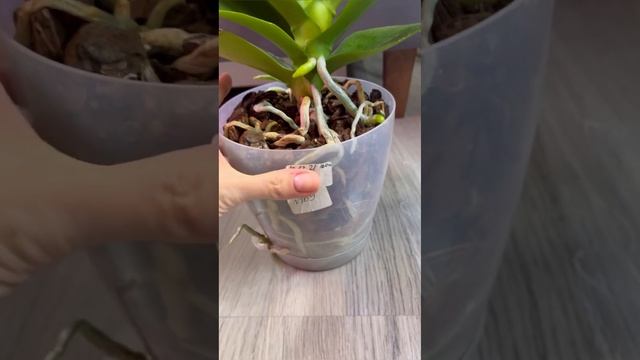 Самый лучший горшок для орхидей.