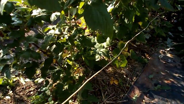 ОСЕННЯЯ ВЫРЕЗКА МАЛИНЫ смотреть онлайн