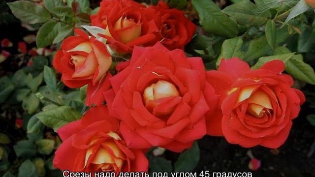 Роза Нью Фэшн (New Fashion) — характеристики флорибунды смотреть онлайн