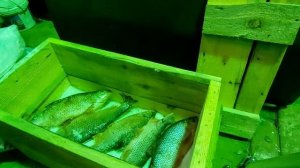 Солим рыбу к лету