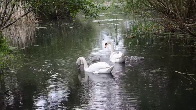 Swans nikon d5100 kit lens 18-55mm unedited смотреть онлайн