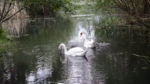 Swans nikon d5100 kit lens 18-55mm unedited