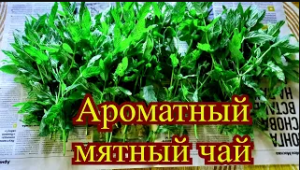 Как сушить мяту и мелиссу правильно. Заготовки на зиму ароматный чай