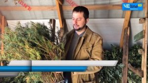 Багульник болотный одурманивающий и исцеляющий