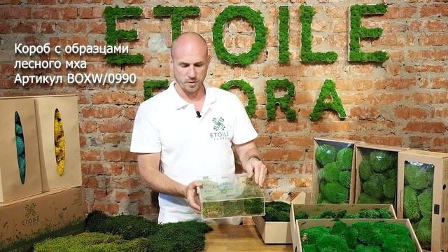 Виды стабилизированного мха