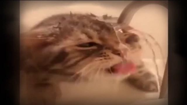 Приколы про кошек