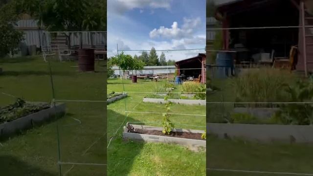 И снова Масюгино ?♂️?♂️?♂️ смотреть онлайн