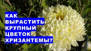 Вырастите крупный цветок хризантемы. Это легко и просто