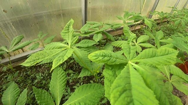 Сажаем Каштаны. Как посадить каштаны! 2