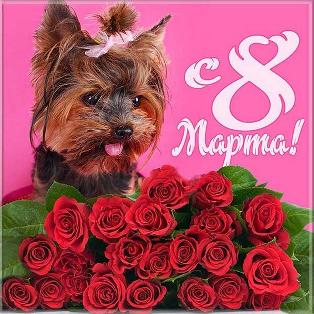 8 Марта! Музыкальная открытка! С лучшим днем Весны дорогие и любимые женщины! Доброй и мирной весны!