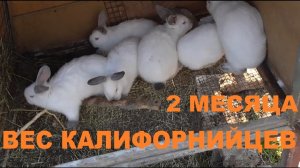 Вес калифорнийских кроликов, 2 мес..mp4