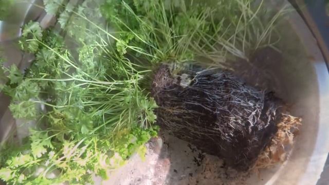 Выращивание петрушки в памперсах смотреть онлайн