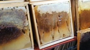 Подготовка к откачке мёда. Влажность мёда от 18.5 до 24%. Просушиваю.